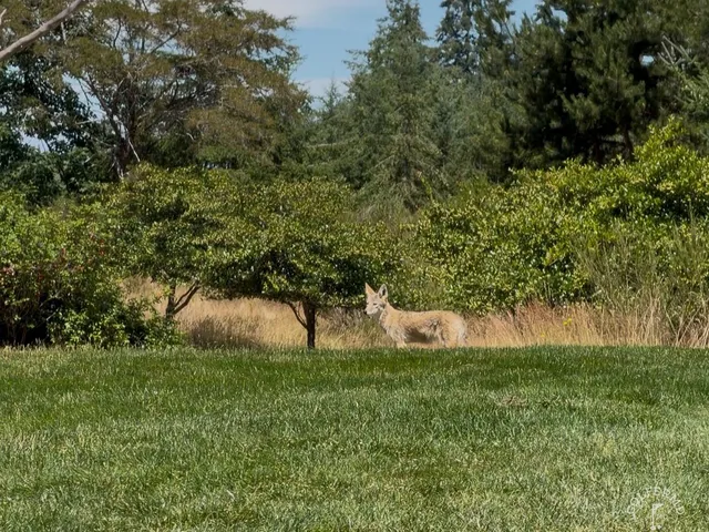 A fairway at The Home Course lined with trees on both sides.