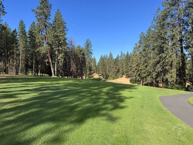 A fairway at Indian Canyon lined with pines on both sides.