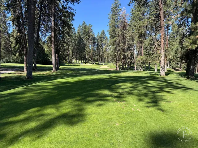 A golfer putting on a green at Indian Canyon, with trees beyond the hole.
